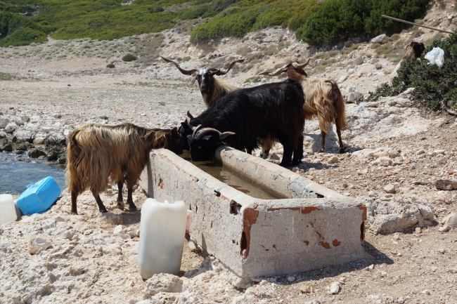 Adada yaşayan keçilere 20 yıldır gönüllü bakıcılık yapıyor