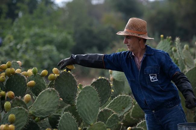 Mersin'de dikenli incirin hasat zamanı geldi