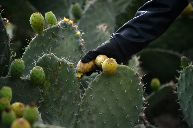 Mersin'de dikenli incirin hasat zamanı geldi