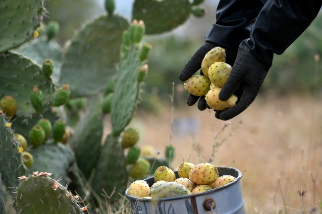 Mersin'de dikenli incirin hasat zamanı geldi
