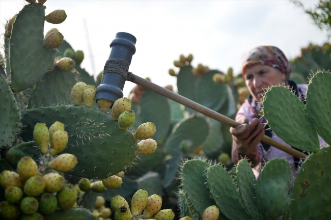 Mersin'de dikenli incirin hasat zamanı geldi