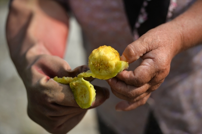 Mersin'de dikenli incirin hasat zamanı geldi