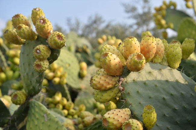 Mersin'de dikenli incirin hasat zamanı geldi