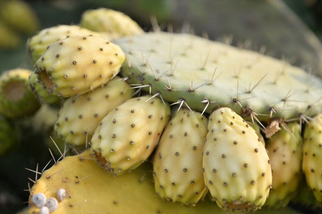 Mersin'de dikenli incirin hasat zamanı geldi