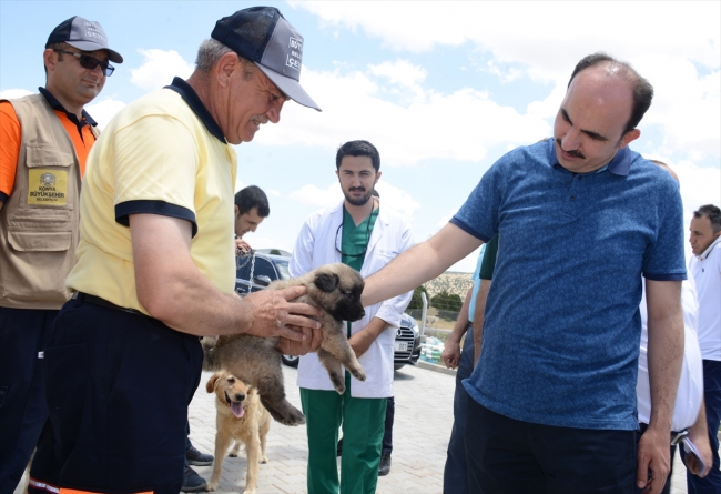 "Gönüllü Hayvan Dostları" ile sahipsiz köpekler yuva buluyor