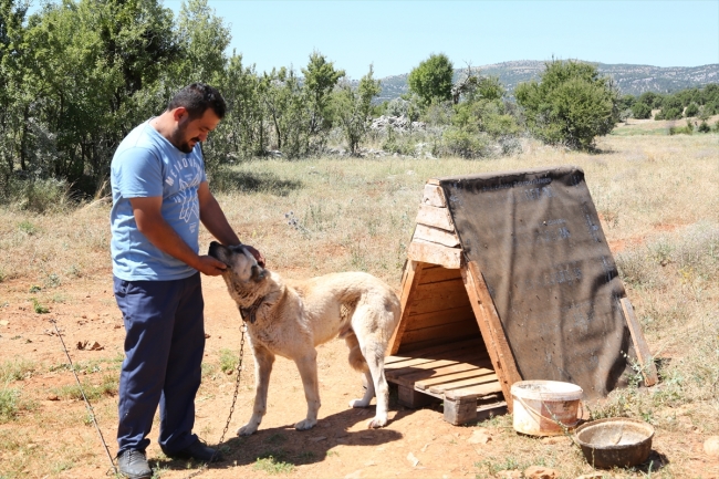 "Gönüllü Hayvan Dostları" ile sahipsiz köpekler yuva buluyor