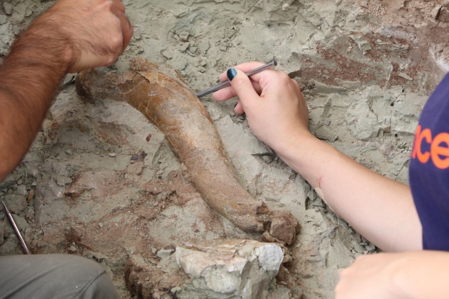 Çankırı'da 8 milyon yıllık fosiller gün yüzüne çıkarılıyor