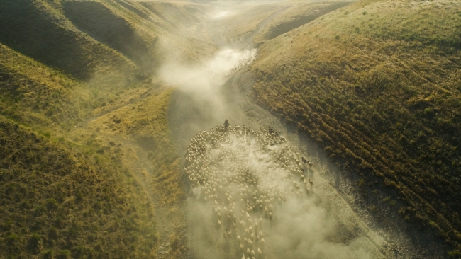 Gün batımında koyunların Nemrut Dağı'na yolculuğu