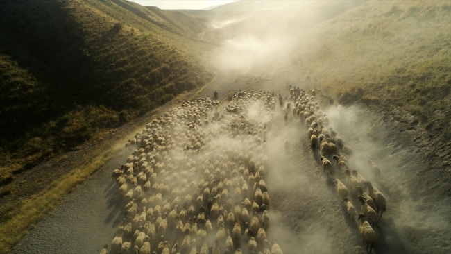 Gün batımında koyunların Nemrut Dağı'na yolculuğu