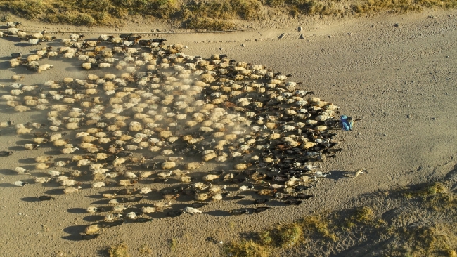 Gün batımında koyunların Nemrut Dağı'na yolculuğu