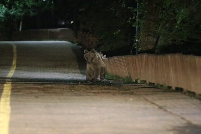 Gölcük Tabiat Parkı'nda ayılara karşı önlem