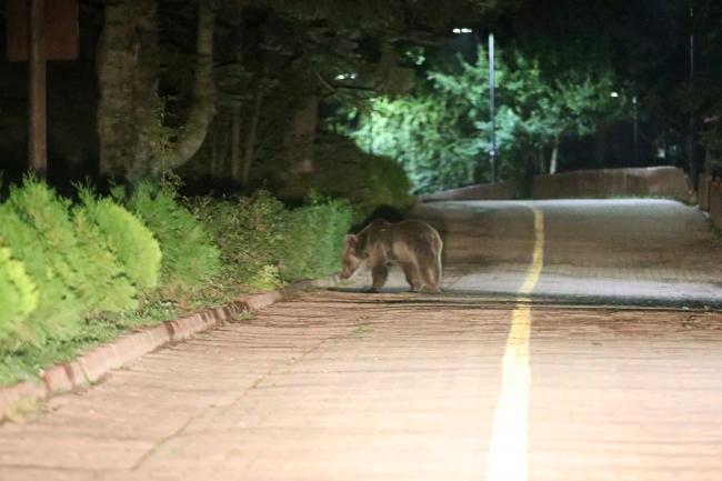 Gölcük Tabiat Parkı'nda ayılara karşı önlem