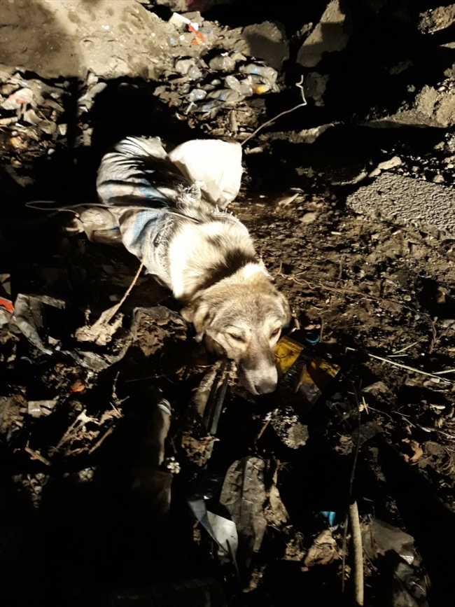 Telle sarılıp çöpe atılan köpeğin imdadına belediye ekipleri yetişti