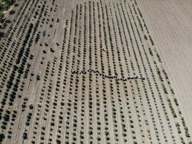 Fidanlar kadınların ellerinde hayat buluyor