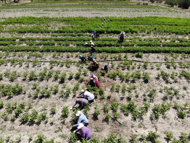 Fidanlar kadınların ellerinde hayat buluyor