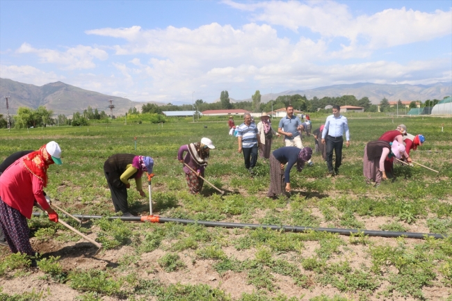 Fidanlar kadınların ellerinde hayat buluyor