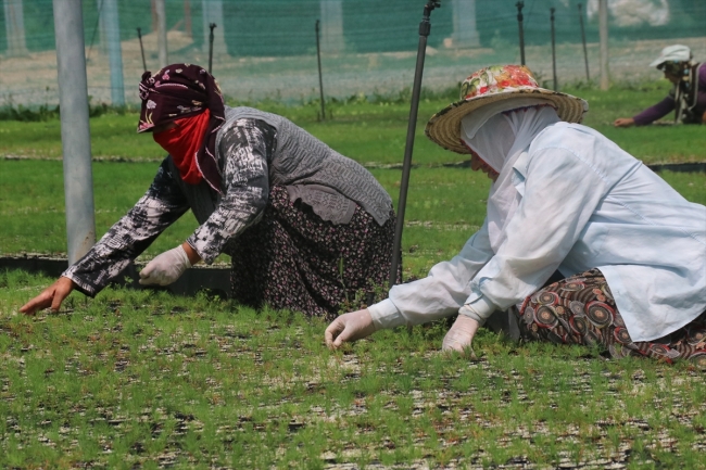 Fidanlar kadınların ellerinde hayat buluyor
