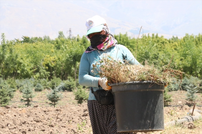 Fidanlar kadınların ellerinde hayat buluyor