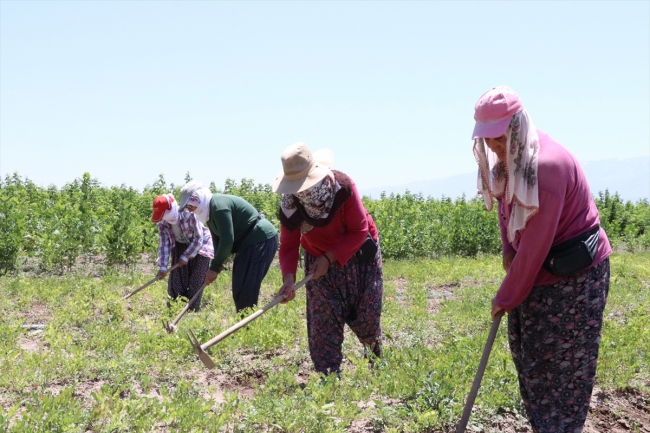Fidanlar kadınların ellerinde hayat buluyor