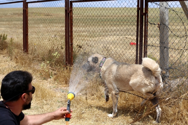 Kangal köpekleri "soğuk duş" ile serinliyor