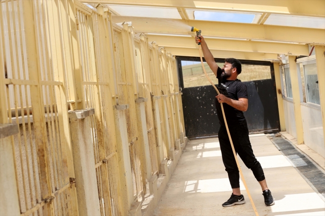 Kangal köpekleri "soğuk duş" ile serinliyor