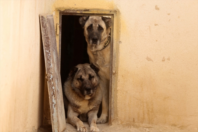 Kangal köpekleri "soğuk duş" ile serinliyor