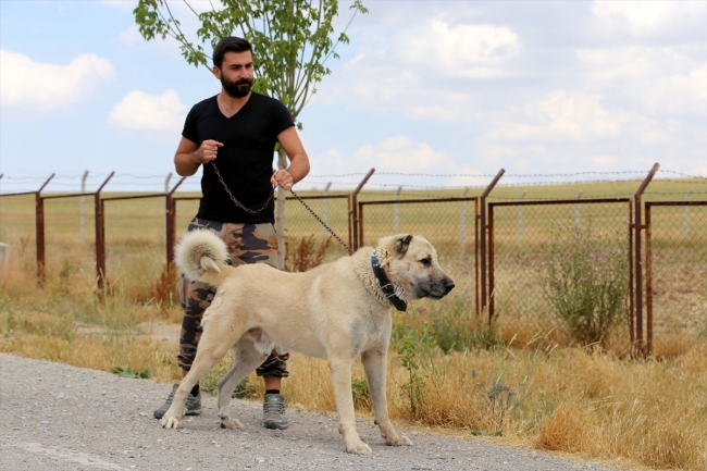 Kangal köpekleri "soğuk duş" ile serinliyor