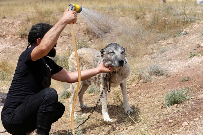 Kangal köpekleri "soğuk duş" ile serinliyor