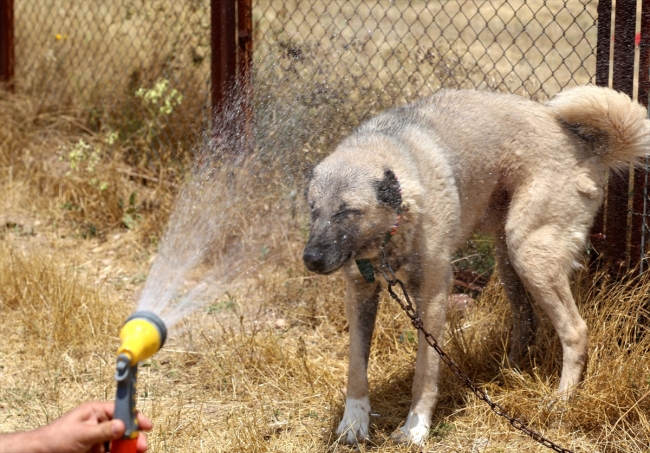 Kangal köpekleri "soğuk duş" ile serinliyor