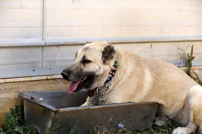 Kangal köpekleri "soğuk duş" ile serinliyor