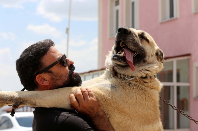 Kangal köpekleri "soğuk duş" ile serinliyor