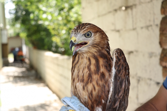 Baygın halde bulunan kızıl şahin koruma altına alındı