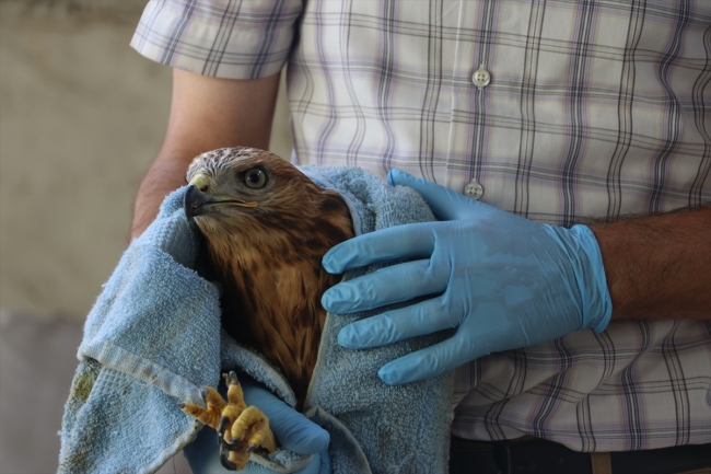 Baygın halde bulunan kızıl şahin koruma altına alındı