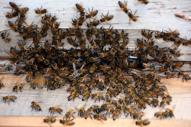 Toroslar'da üreticiler bal sağımına başladı