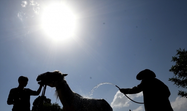 Sıcaktan bunalan atları yıkayarak serinletiyorlar