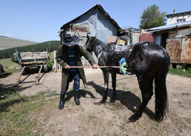 Sıcaktan bunalan atları yıkayarak serinletiyorlar