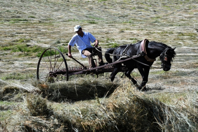 Sıcaktan bunalan atları yıkayarak serinletiyorlar