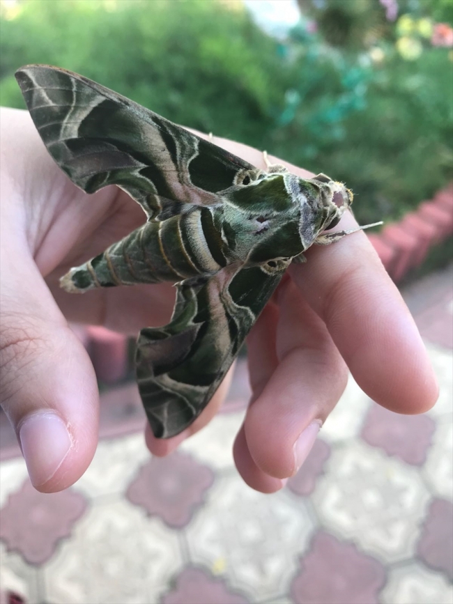 Askeri kamuflaj desenli "mekik kelebeği" Bodrum'da görüntülendi