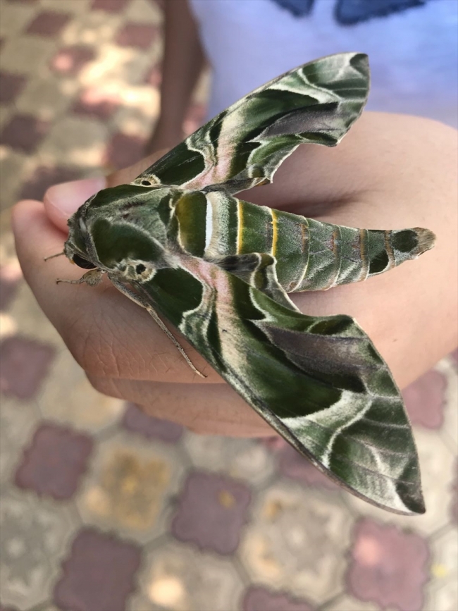 Askeri kamuflaj desenli "mekik kelebeği" Bodrum'da görüntülendi