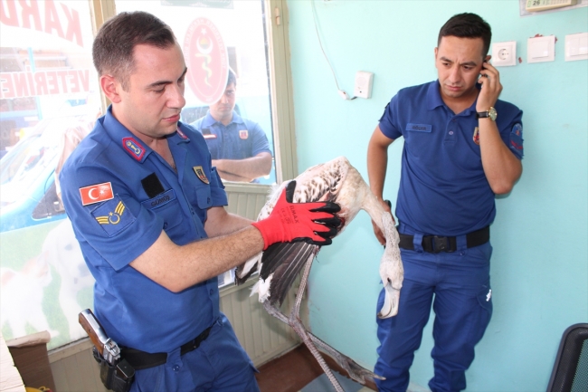 Yaralı flamingoyu jandarma ekipleri kurtardı