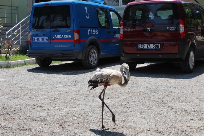 Yaralı flamingoyu jandarma ekipleri kurtardı