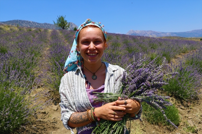 370 dekarlık lavanta tarlası gönüllü işçileri ağırlıyor