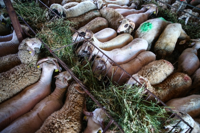 İstanbul'da hayvan pazarlarında kurban hareketliliği başladı