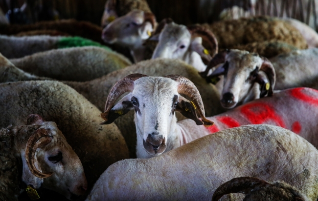İstanbul'da hayvan pazarlarında kurban hareketliliği başladı