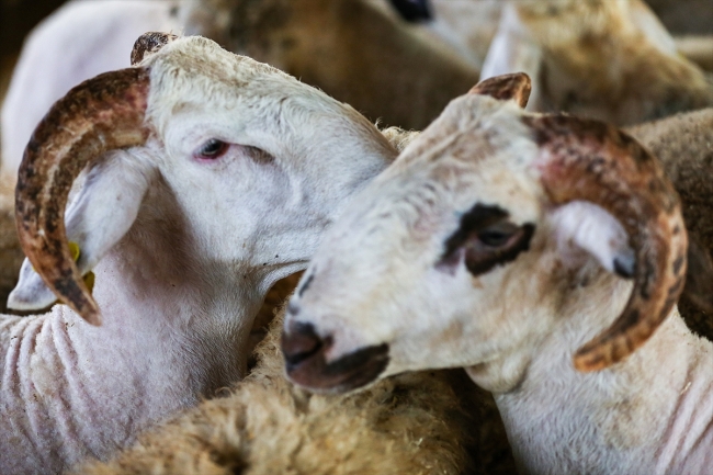 İstanbul'da hayvan pazarlarında kurban hareketliliği başladı