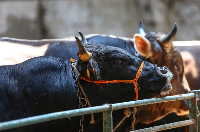 İstanbul'da hayvan pazarlarında kurban hareketliliği başladı