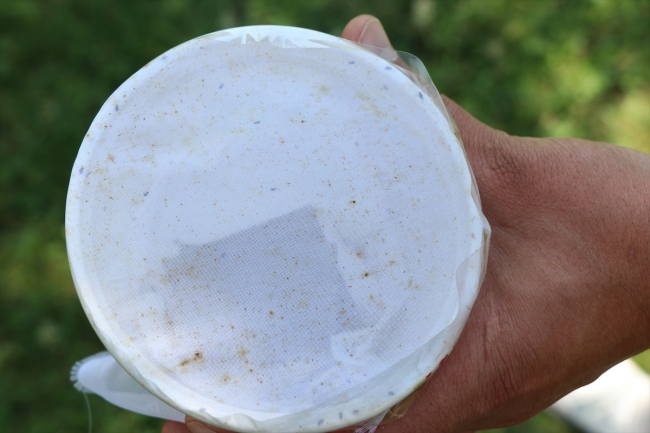 Avcı böcekler zararlılara karşı iş başında