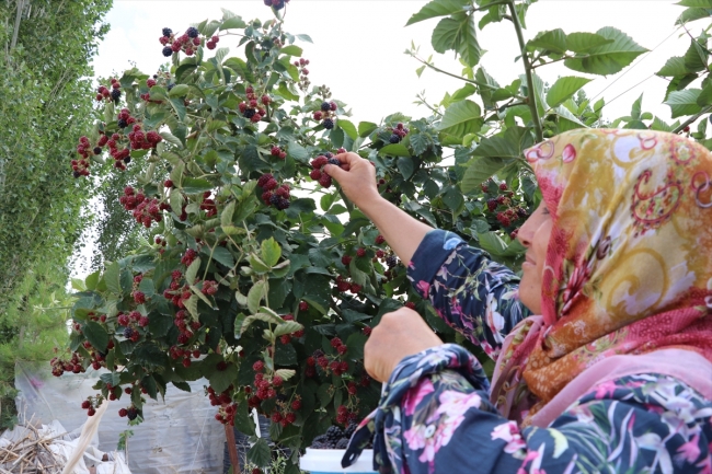 Alternatif tarım ürünleri müşterisiyle tarlada buluşuyor