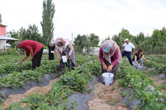 Alternatif tarım ürünleri müşterisiyle tarlada buluşuyor