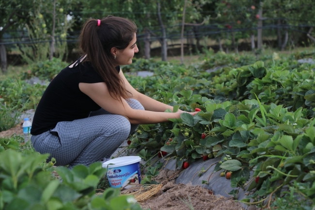 Alternatif tarım ürünleri müşterisiyle tarlada buluşuyor